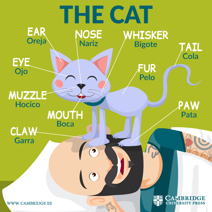 vocabulario gatos inglés