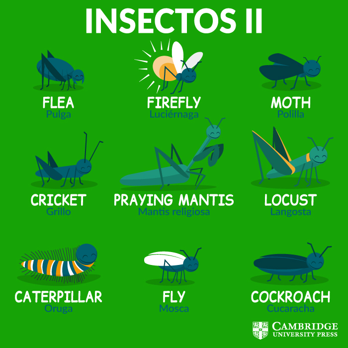 vocabulario insectos ingles