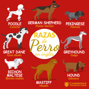 razas de perros en inglés