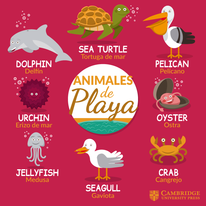 vocabulario animales de playa en ingles
