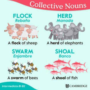 Collective-nouns